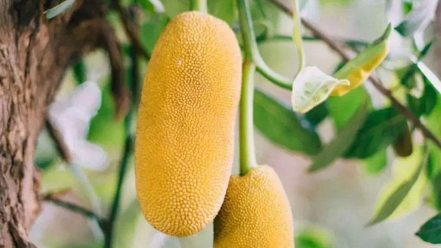 A pair of large, ripe jackfruits hanging from a tree, textured skin hinting at the sweet flesh inside.