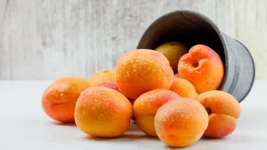 Juicy peaches spilling from a dark bucket, water droplets visible on their fuzzy skin.