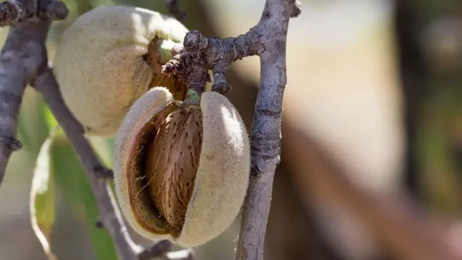 Open almond fruit on the tree, the shell splitting to reveal the fresh nut inside.