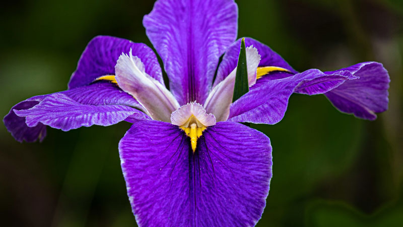 Iris Flowers Symbolizes Justice - Gardeners Yards