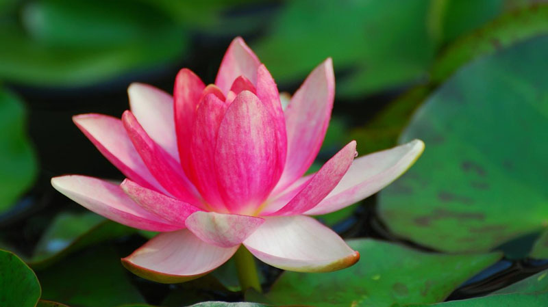 Lotus Flowers Symbolizes Justice - Gardeners Yards