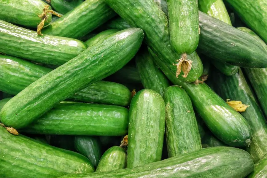 Pile of fresh cucumbers, thriving away from peat moss, with visible water droplets on the skin.