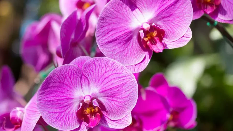 What to Do with Orchids After Blooms Fall Off - Gardeners Yards