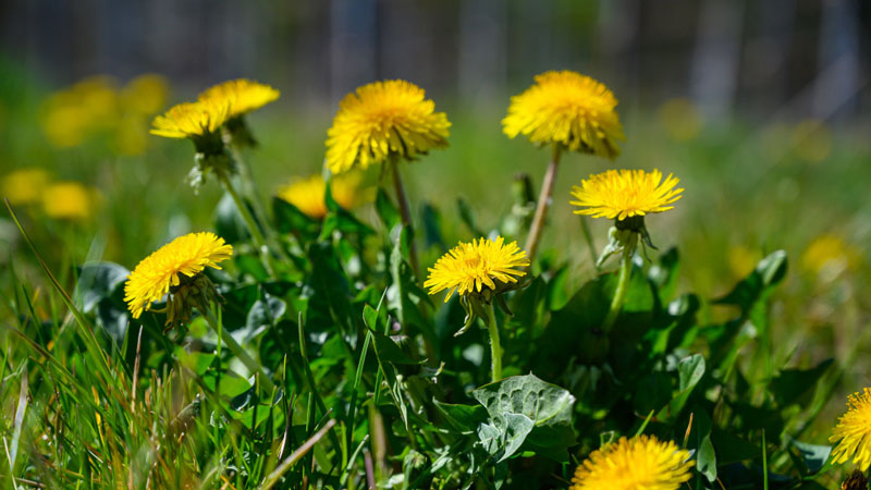 Yellow Coltsfoot Flowers Symbolizes Justice - Gardeners Yards