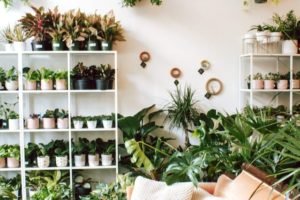 Do You Need a License to Sell Plants from Home