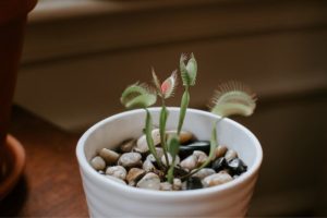 How to Care for Venus Fly Trap in Winter