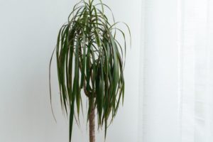 How to Make Ponytail Palm Grow Taller Guide