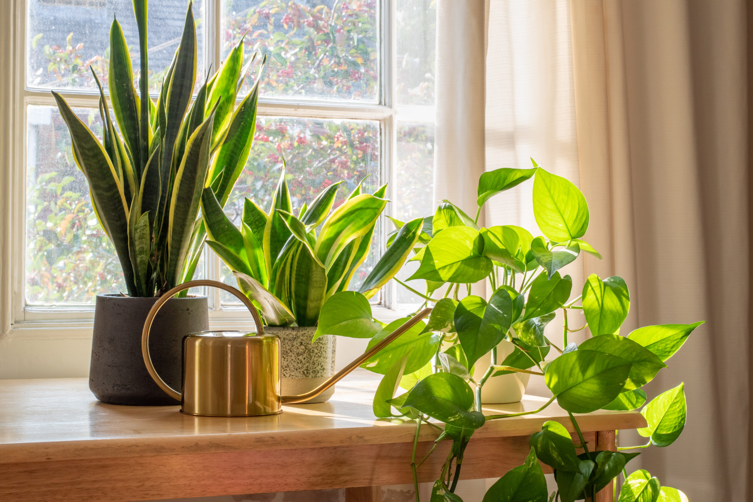 Indoor plants by window with watering can on wooden surface.