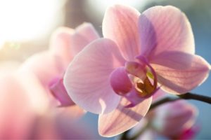 Are Orchids Hard To Take Care Of - All You Need To Know