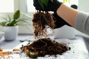 How to Fix Root Rot Without Repotting