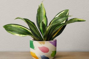Should I Cut Drooping Snake Plant Leaves
