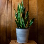 Should I Cut Drooping Snake Plant Leaves?