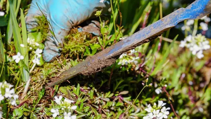 Ways to Kills Weeds Under a Hedge - Gardeners Yards