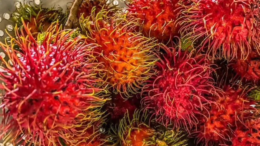 Vivid rambutan fruits with hairy red and yellow spikes, closely grouped and fresh.