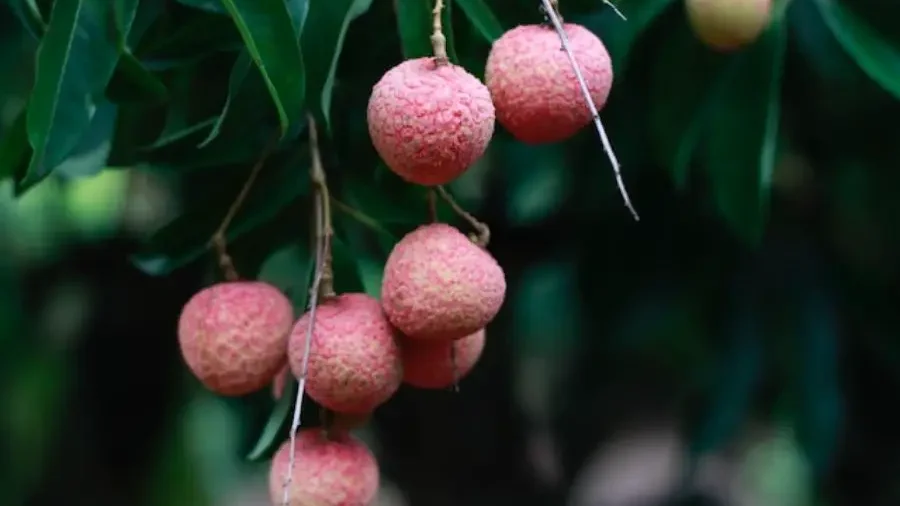 Vibrant lychee cluster with rough, reddish-pink rind and lush green leaves.