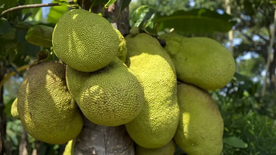 Massive jackfruit with bumpy, green exterior and sweet, yellow segmented interior.