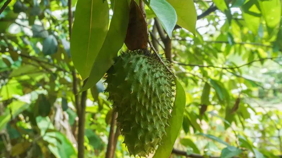 Green soursop with soft spines, heart-shaped with a tart, fibrous interior.