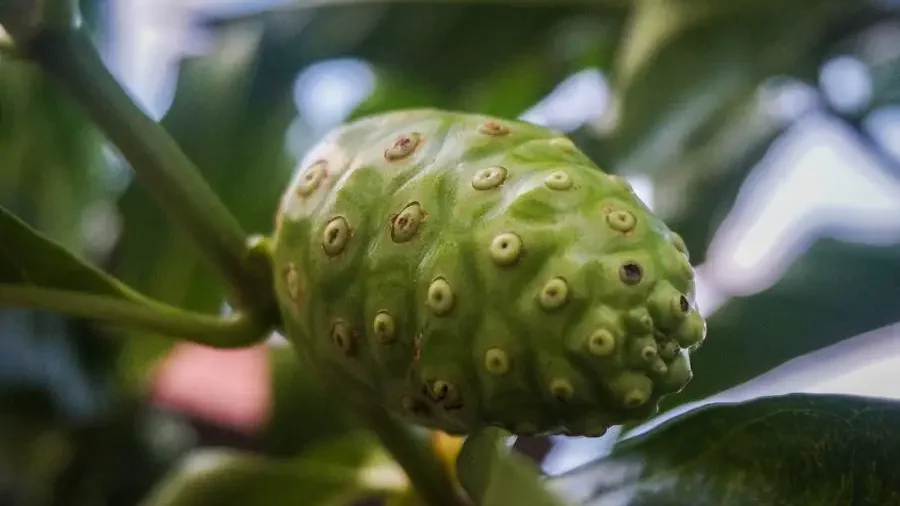 Noni fruit, recognizable for its pungent aroma and bumpy, pale exterior.