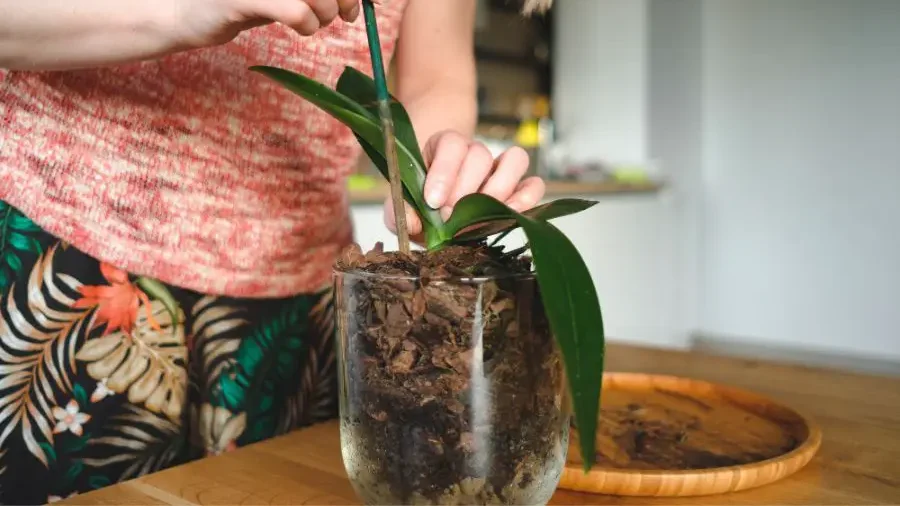 Person taking care of orchids, gently placing a young green orchid plant into a clear pot filled with nurturing soil.