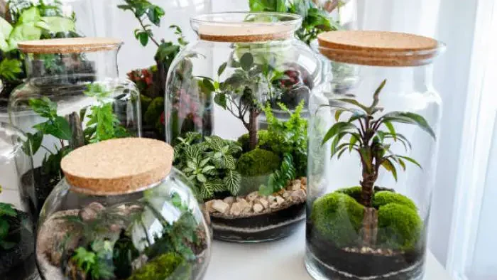 BONSAI TREE IN TERRARIUM ALL YOU NEED TO KNOW- - Gardeners Yards