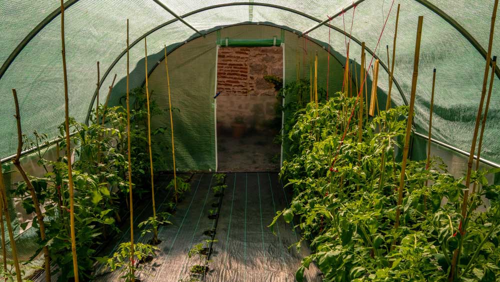 Best 5×5 Grow Tents Review - Gardeners Yards