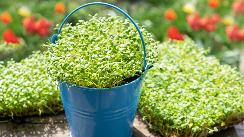 Best 6 Hydroponics 5-gallon Buckets (Review) - Gardeners Yards