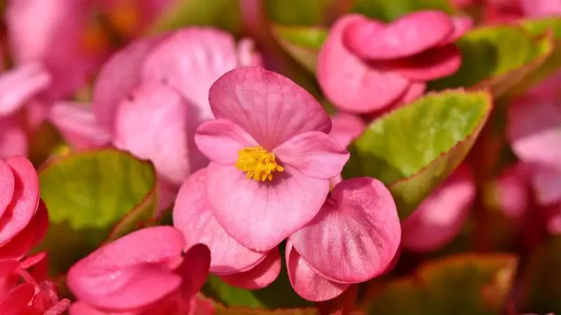Best Flower to Plant with Begonias - Gardeners Yards