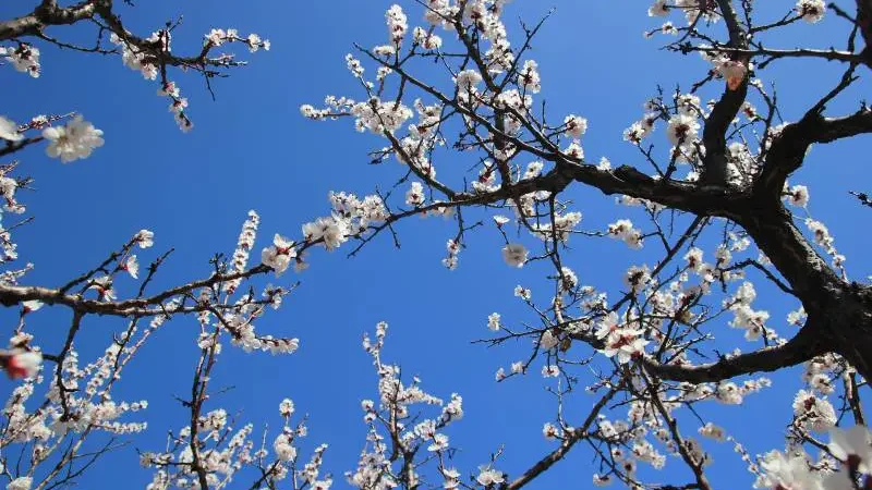 Apricot tree branches blooming with delicate white flowers against a clear blue sky, suitable for alkaline soil.