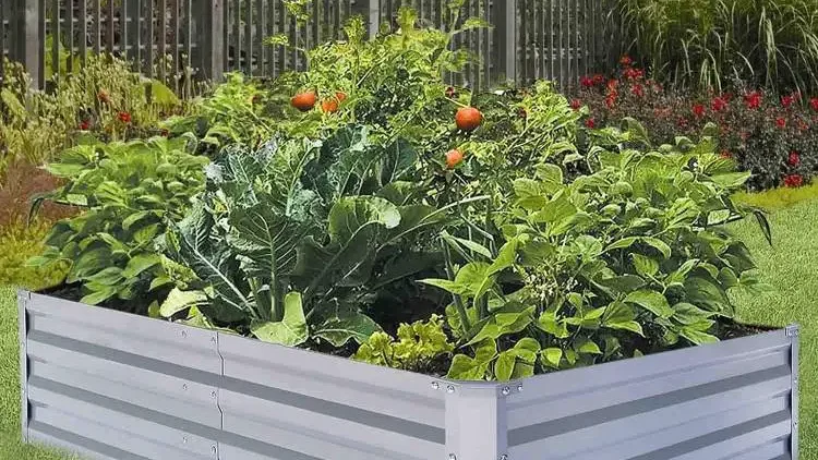 Best vegetables to grow in a small raised bed