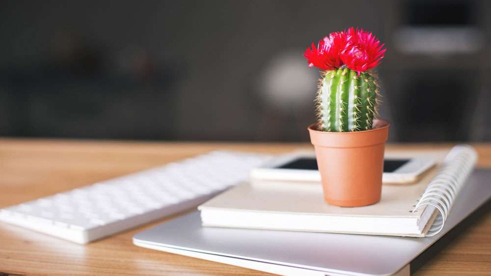 Brightly flowering cactus on an office desk with a keyboard and notebook, a perfect plant companion for workspaces.