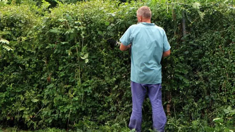 Can I cut my hedge on my neighbor side - Gardeners Yards