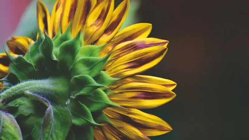 Can Sunflowers Grow in Shade - Gardeners Yards