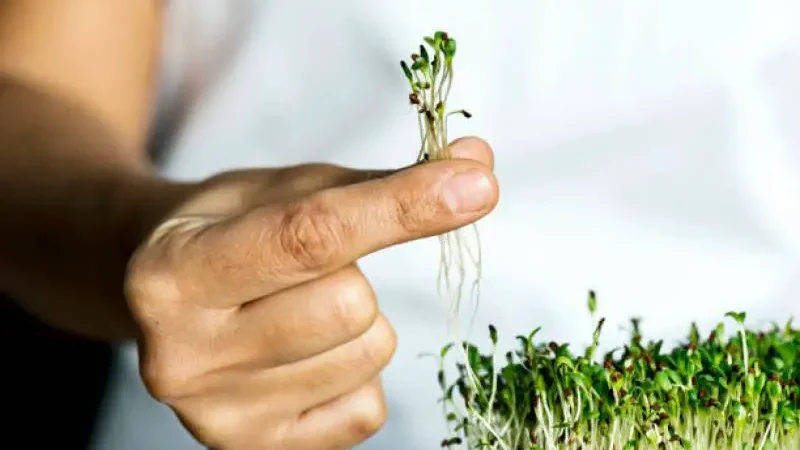 Hand holding microgreens above paper towel with sprouts.