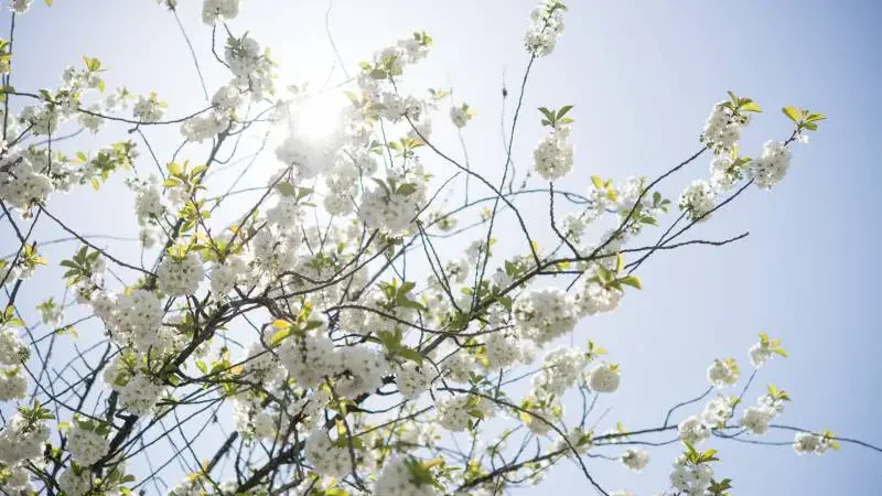 Chickasaw wild plum tree has white flowers in the spring - Gardeners Yards