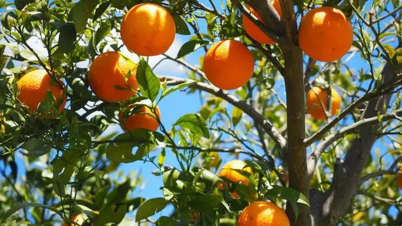 Ripe oranges hanging on the tree with vibrant green leaves against a clear blue sky.
