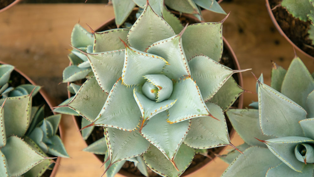 Common Causes Of Bubble Infections On Succulent Leaves - Gardeners Yards
