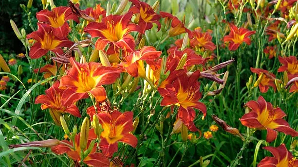 Daylilies Deadheading – When and How Should You Do It - Gardeners Yards