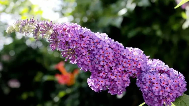 Deadheading Butterfly Bush – When should you do it - Gardeners Yards