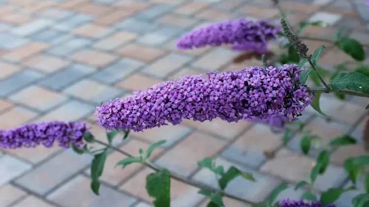Deadheading Butterfly Bush – how should you do it - Gardeners Yards