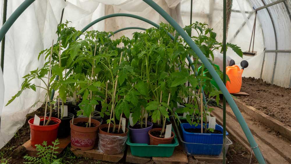 Tomato seedlings growing inside a greenhouse with an exhaust fan for optimal ventilation.