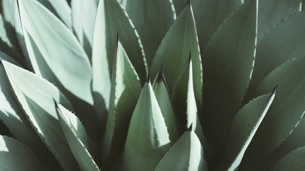 Five Reasons For Drooping Succulent Leaves -Gardeners Yards