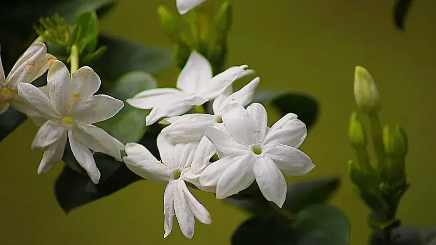 Jasmine - Flowers That Represent Beauty - Gardeners Yards