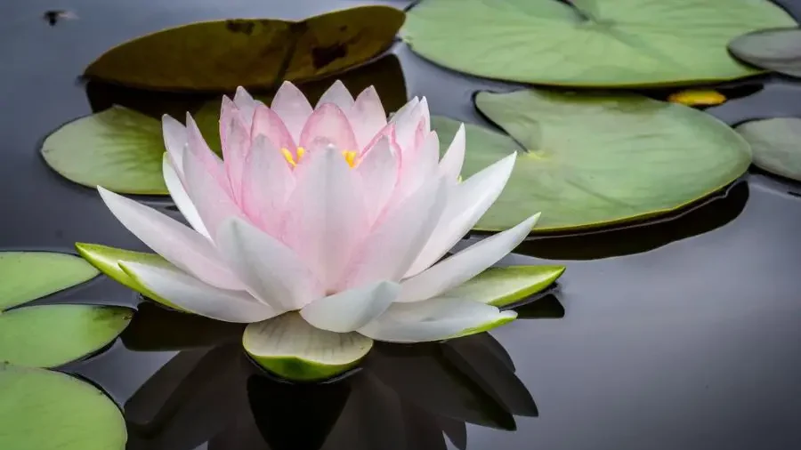 Lotus - Flowers That Represent Beauty - Gardeners Yards