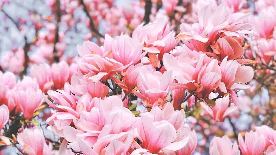 Magnolia Blossom - Flowers That Represent Beauty - Gardeners Yards