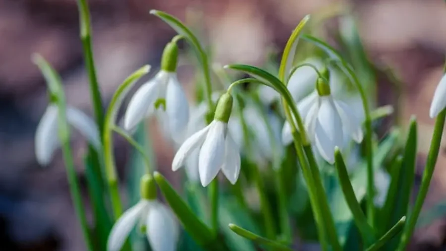 Snowdrop Flower - Flowers That Represent Innocence And Purity - Gardeners Yards