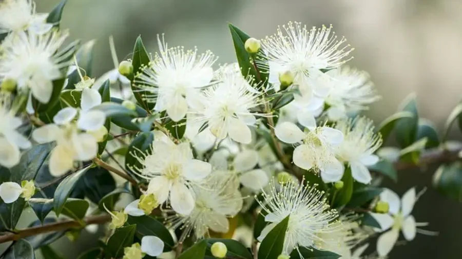 Myrtle Flower - Flowers That Represent Innocence And Purity - Gardeners Yards