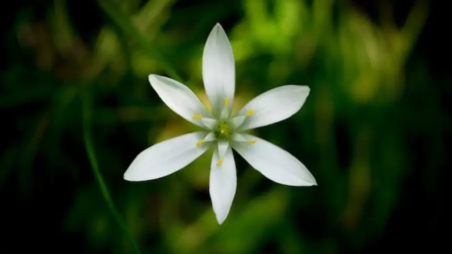 Ornithogalum - Flowers That Represent Innocence and Purity - Gardeners Yards