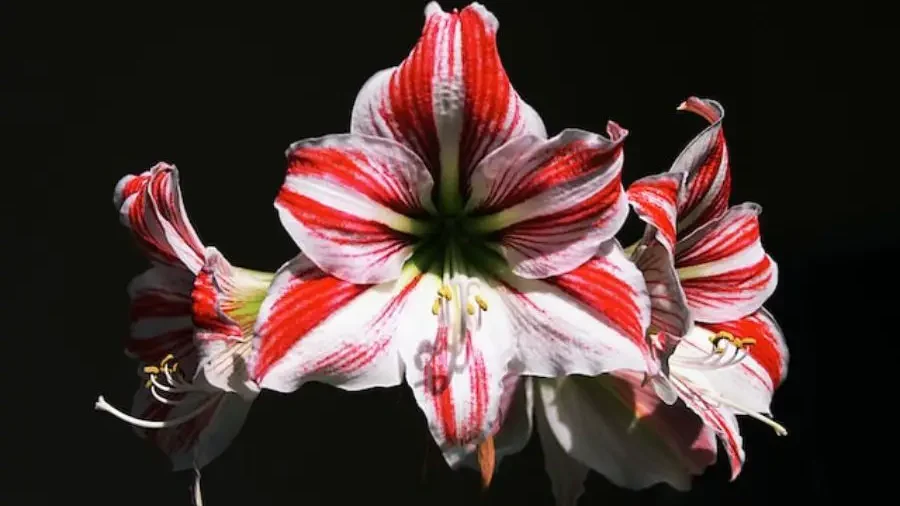 Lilium - Flowers That Represent Innocence and Purity - Gardeners Yards