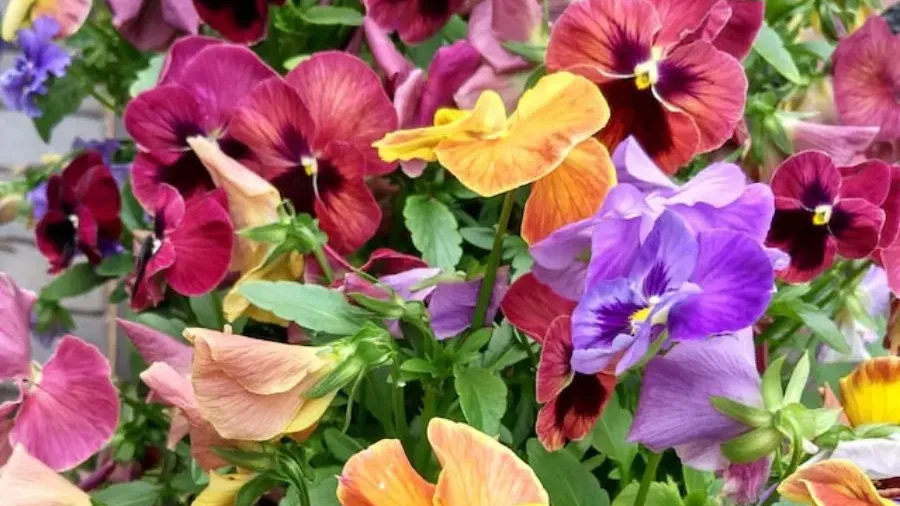 Viola - Flowers That Represent Innocence and Purity - Gardeners Yards