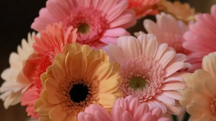 Gerbera - Flowers That Represent Innocence and Purity - Gardeners Yards